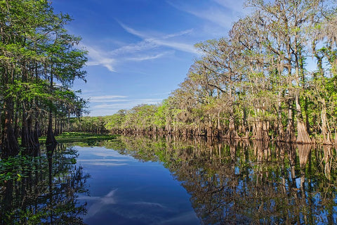 Early spring view of cypress trees reflecting on blackwater area of St Johns River-central Florida White Modern Wood Framed Art Print with Double Matting by Jones, Adam
