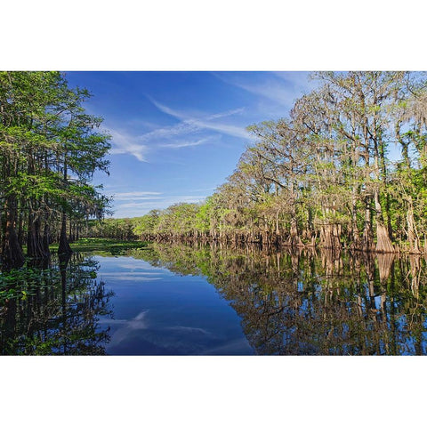 Early spring view of cypress trees reflecting on blackwater area of St Johns River-central Florida Black Modern Wood Framed Art Print by Jones, Adam