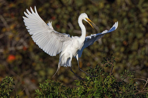 Great egret landing at nest site Venice rookery-Venice-Florida White Modern Wood Framed Art Print with Double Matting by Jones, Adam