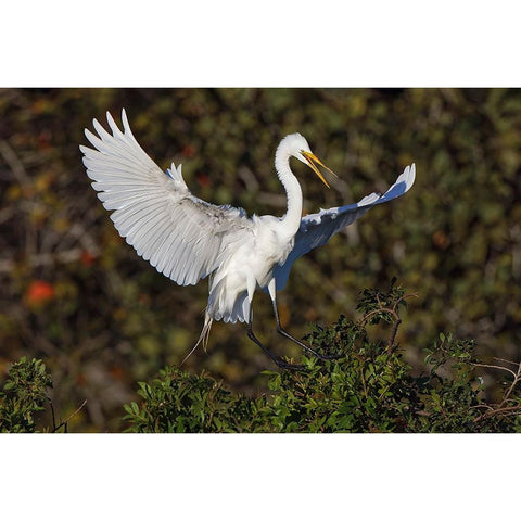 Great egret landing at nest site Venice rookery-Venice-Florida Gold Ornate Wood Framed Art Print with Double Matting by Jones, Adam