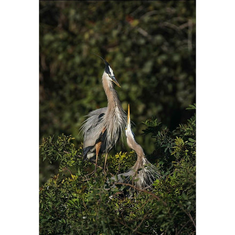 Blue Heron nest-Venice-Florida Black Modern Wood Framed Art Print by Jones, Adam