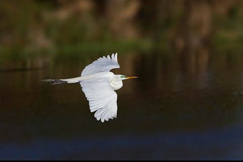 Great egret flying Venice rookery-Venice-Florida Black Ornate Wood Framed Art Print with Double Matting by Jones, Adam