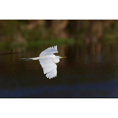 Great egret flying Venice rookery-Venice-Florida Black Modern Wood Framed Art Print by Jones, Adam