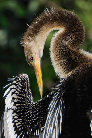 Anhinga preening Florida White Modern Wood Framed Art Print with Double Matting by Jones, Adam