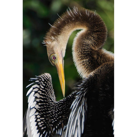 Anhinga preening Florida Black Modern Wood Framed Art Print by Jones, Adam