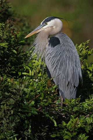 Great blue heron-Venice rookery-Venice-Florida Black Ornate Wood Framed Art Print with Double Matting by Jones, Adam
