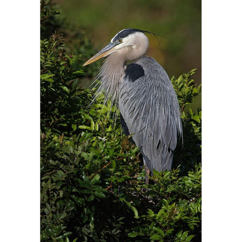 Great blue heron-Venice rookery-Venice-Florida Gold Ornate Wood Framed Art Print with Double Matting by Jones, Adam