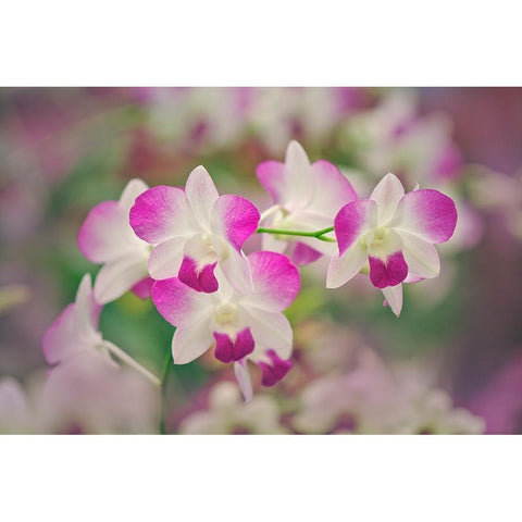 Hybrid Orchids Selby Gardens-Sarasota-Florida White Modern Wood Framed Art Print by Jones, Adam