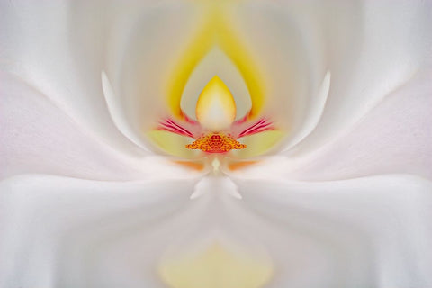 Abstract Hybrid Orchid Selby Gardens-Sarasota-Florida Black Ornate Wood Framed Art Print with Double Matting by Jones, Adam