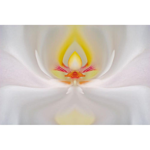 Abstract Hybrid Orchid Selby Gardens-Sarasota-Florida Black Modern Wood Framed Art Print by Jones, Adam