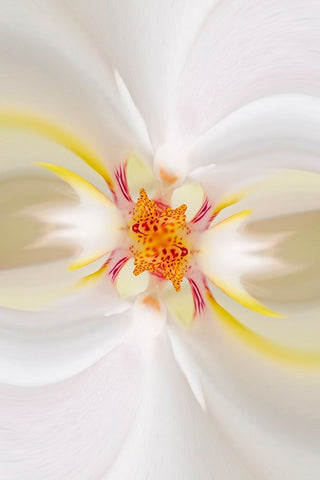 Hybrid Orchid Selby Gardens-Sarasota-Florida Black Ornate Wood Framed Art Print with Double Matting by Jones, Adam