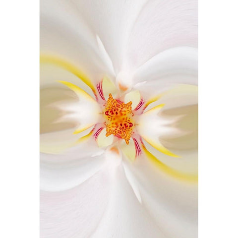 Hybrid Orchid Selby Gardens-Sarasota-Florida Black Modern Wood Framed Art Print with Double Matting by Jones, Adam