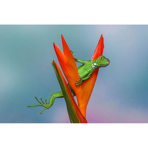 Juvenile Iguana lounging in red bromeliad-Florida Black Modern Wood Framed Art Print by Jones, Adam