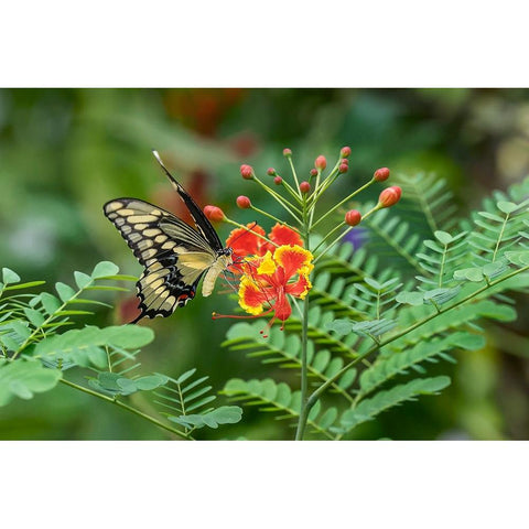Eastern tiger swallowtail-Florida Black Modern Wood Framed Art Print with Double Matting by Jones, Adam