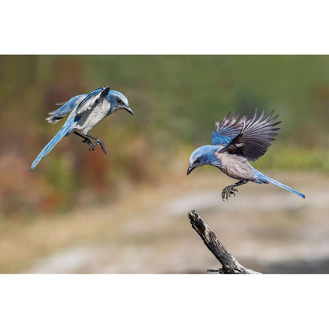 Florida scrub jay-Merritt Island National Wildlife Refuge-Florida Black Modern Wood Framed Art Print by Jones, Adam