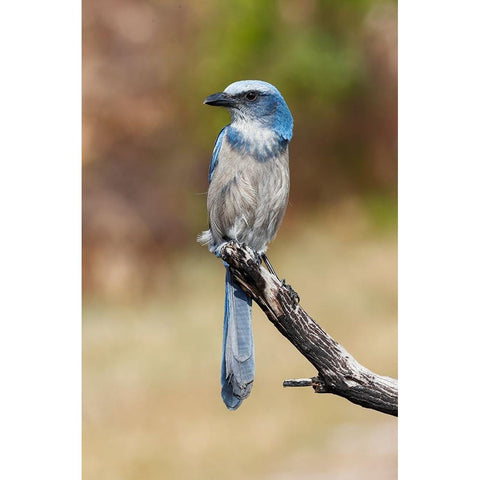 Florida scrub jay-Merritt Island National Wildlife Refuge-Florida Gold Ornate Wood Framed Art Print with Double Matting by Jones, Adam