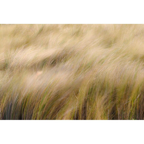Abstract view of grasses blowing in the wind-Merritt Island National Wildlife Refuge-Florida Black Modern Wood Framed Art Print with Double Matting by Jones, Adam