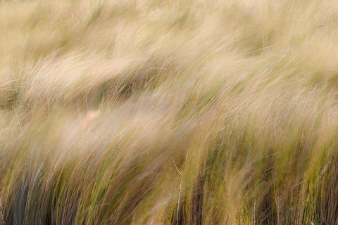 Abstract view of grasses blowing in the wind-Merritt Island National Wildlife Refuge-Florida White Modern Wood Framed Art Print with Double Matting by Jones, Adam