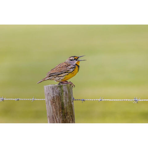 Eastern meadowlark on fence post-Florida Black Modern Wood Framed Art Print by Jones, Adam