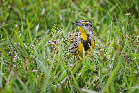 Eastern meadowlark on the ground in grass-Florida White Modern Wood Framed Art Print with Double Matting by Jones, Adam