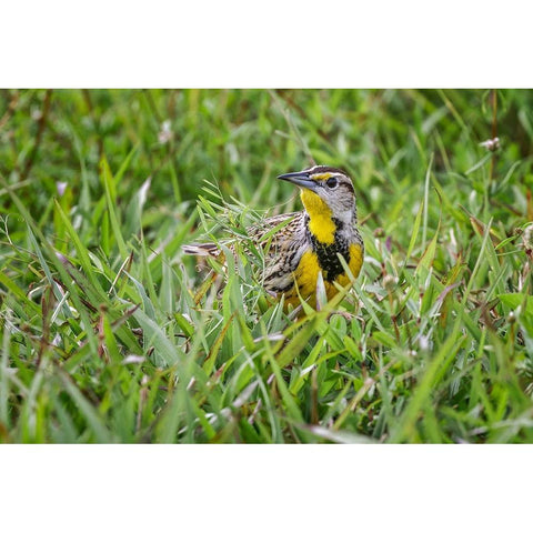 Eastern meadowlark on the ground in grass-Florida Black Modern Wood Framed Art Print by Jones, Adam