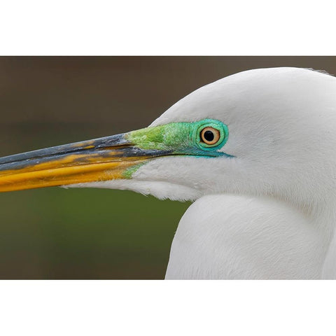 Male Great egret in breeding plumage-Merritt Island National Wildlife Refuge-Florida Gold Ornate Wood Framed Art Print with Double Matting by Jones, Adam