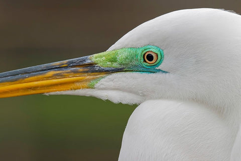 Male Great egret in breeding plumage-Merritt Island National Wildlife Refuge-Florida White Modern Wood Framed Art Print with Double Matting by Jones, Adam