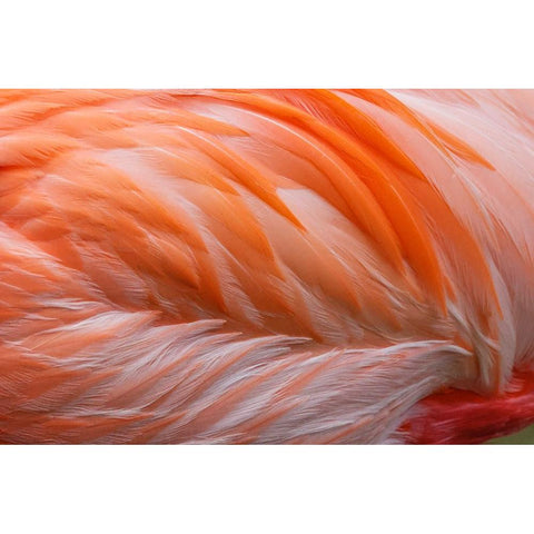 Pink feather pattern on back of flamingo-Florida Black Modern Wood Framed Art Print with Double Matting by Jones, Adam