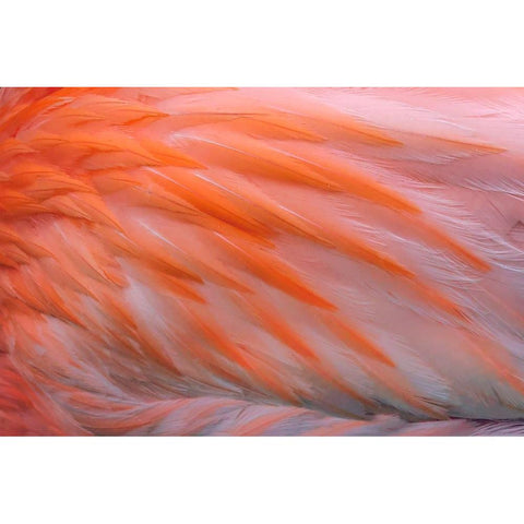 Pink feather pattern on back of flamingo-Florida Black Modern Wood Framed Art Print with Double Matting by Jones, Adam