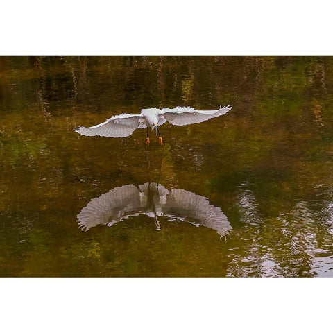 Snowy egret flying-Merritt Island National Wildlife Refuge-Florida Black Modern Wood Framed Art Print by Jones, Adam