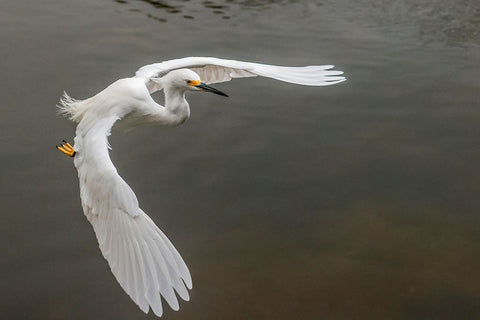 Snowy egret flying-Merritt Island National Wildlife Refuge-Florida Black Ornate Wood Framed Art Print with Double Matting by Jones, Adam