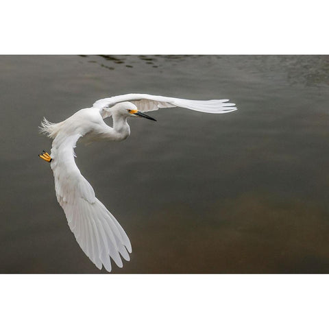 Snowy egret flying-Merritt Island National Wildlife Refuge-Florida Black Modern Wood Framed Art Print by Jones, Adam