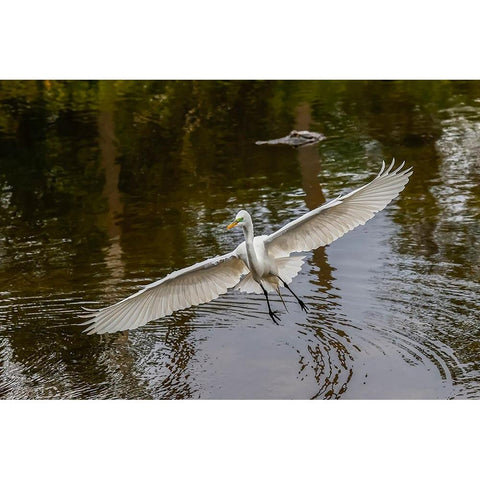 Male Great egret flying-Merritt Island National Wildlife Refuge-Florida White Modern Wood Framed Art Print by Jones, Adam