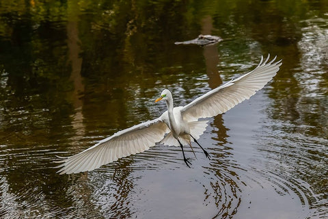 Male Great egret flying-Merritt Island National Wildlife Refuge-Florida Black Ornate Wood Framed Art Print with Double Matting by Jones, Adam