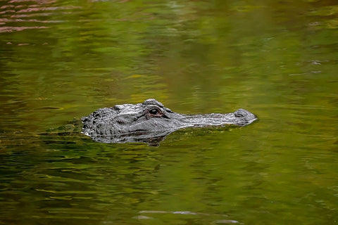 American alligator-Merritt Island National Wildlife Refuge-Florida White Modern Wood Framed Art Print with Double Matting by Jones, Adam