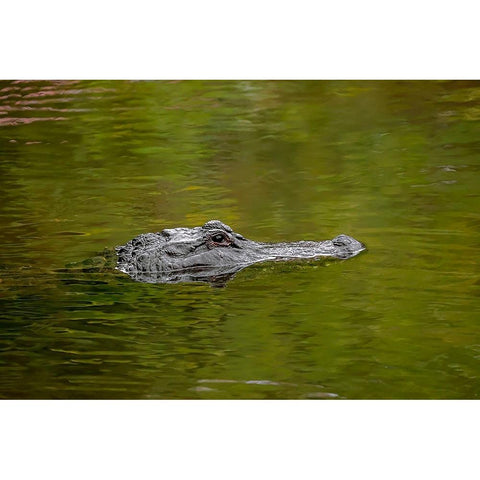 American alligator-Merritt Island National Wildlife Refuge-Florida White Modern Wood Framed Art Print by Jones, Adam