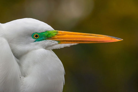 Male Great egret in breeding plumage-Merritt Island National Wildlife Refuge-Florida White Modern Wood Framed Art Print with Double Matting by Jones, Adam