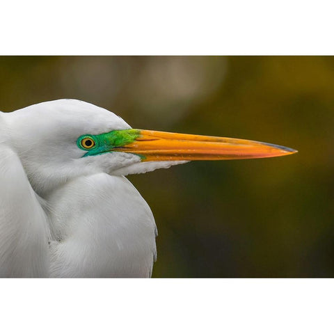 Male Great egret in breeding plumage-Merritt Island National Wildlife Refuge-Florida White Modern Wood Framed Art Print by Jones, Adam