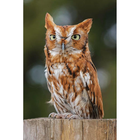 Eastern screech owl-Florida Black Modern Wood Framed Art Print by Jones, Adam