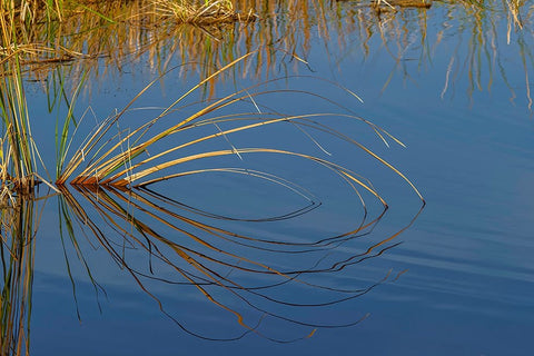 Golden reeds reflecting on still water-Lake Apopka Wildlife Drive-Apopka-Florida White Modern Wood Framed Art Print with Double Matting by Jones, Adam