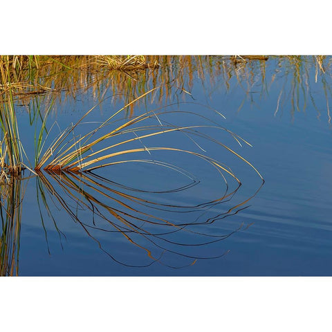 Golden reeds reflecting on still water-Lake Apopka Wildlife Drive-Apopka-Florida Black Modern Wood Framed Art Print by Jones, Adam
