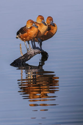 Trio of female Black-bellied whistling ducks and their reflection-Lake Apopka Wildlife Drive White Modern Wood Framed Art Print with Double Matting by Jones, Adam
