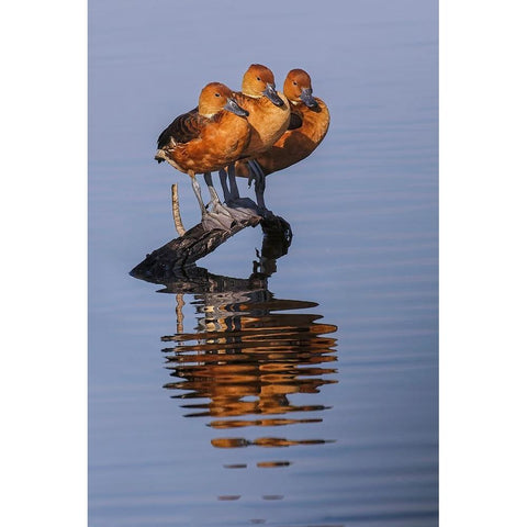 Trio of female Black-bellied whistling ducks and their reflection-Lake Apopka Wildlife Drive White Modern Wood Framed Art Print by Jones, Adam