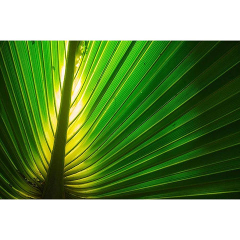Florida-Backlit Palm Tree Leaf Black Modern Wood Framed Art Print by Miller, Anna