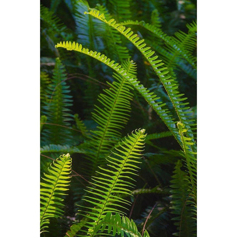 Florida-Ferns Black Modern Wood Framed Art Print with Double Matting by Miller, Anna