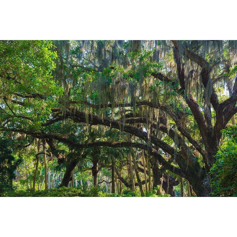 Florida-Tropical Garden with Palms and Living Oak covered in Spanish Moss Gold Ornate Wood Framed Art Print with Double Matting by Miller, Anna