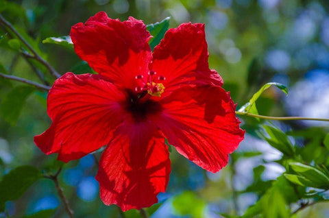 Florida- Hibiscus Flower White Modern Wood Framed Art Print with Double Matting by Miller, Anna