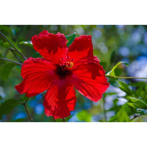 Florida- Hibiscus Flower White Modern Wood Framed Art Print by Miller, Anna