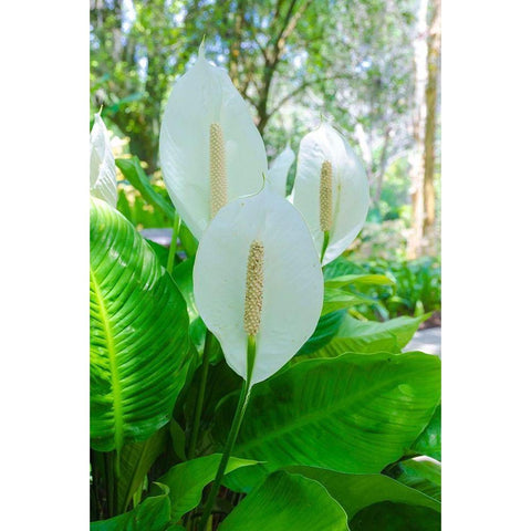 Florida- Peace Lily Black Modern Wood Framed Art Print with Double Matting by Miller, Anna
