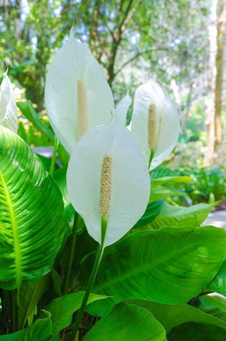 Florida- Peace Lily White Modern Wood Framed Art Print with Double Matting by Miller, Anna